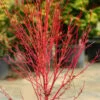 Little Sango' Dwarf Coral Bark Japanese Maple - 5 Gallon Pot