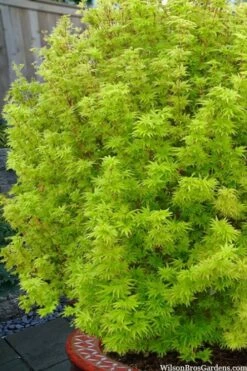 Little Sango' Dwarf Coral Bark Japanese Maple - 5 Gallon Pot -Wilson Bros Gardens Shop acer palmatum little sango dwarf coral bark maple 1