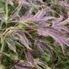 Manyo No Sato Purple Leaf Japanese Maple - 5 Gallon Pot