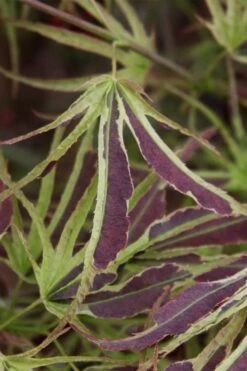 Manyo No Sato Purple Leaf Japanese Maple - 3 Gallon Pot (2-3') -Wilson Bros Gardens Shop acer palmatum manyo no sato japanese maple 6