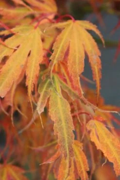 Manyo No Sato Purple Leaf Japanese Maple - 5 Gallon Pot -Wilson Bros Gardens Shop acer palmatum manyo no sato japanese maple 7 1