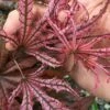 Crescent Moon Japanese Maple (Acer Palmatum 'Mikazuki') - 2 Gallon Pot