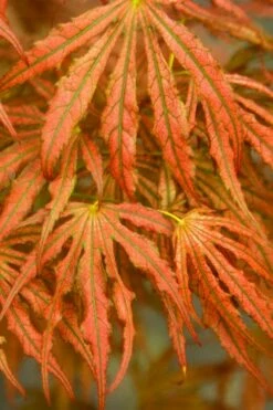 Crescent Moon Japanese Maple (Acer Palmatum 'Mikazuki') - 2 Gallon Pot -Wilson Bros Gardens Shop acer palmatum mikazuki japanese maple 4 1