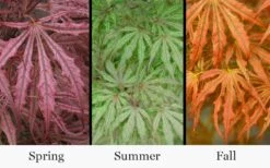 Crescent Moon Japanese Maple (Acer Palmatum 'Mikazuki') - 1 Gallon Pot -Wilson Bros Gardens Shop acer palmatum mikazuki japanese maple 5 2