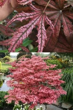 Crescent Moon Japanese Maple (Acer Palmatum 'Mikazuki') - 2 Gallon Pot -Wilson Bros Gardens Shop acer palmatum mikazuki japanese maple 8 1