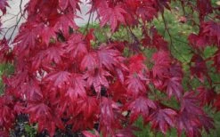 Moonfire Japanese Maple - 5 Gallon Pot -Wilson Bros Gardens Shop acer palmatum moonfire japanese maple 3