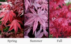 Moonfire Japanese Maple - 5 Gallon Pot -Wilson Bros Gardens Shop acer palmatum moonfire japanese maple 4