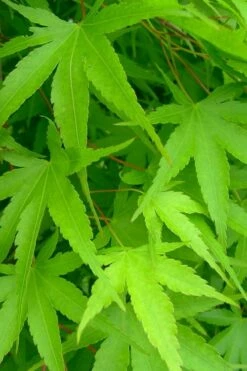 Pine Bark Japanese Maple (Acer Palmatum 'Nishiki Gawa) - 5 Gallon Pot -Wilson Bros Gardens Shop acer palmatum nishiki gawa pine bark japanese maple 4 1