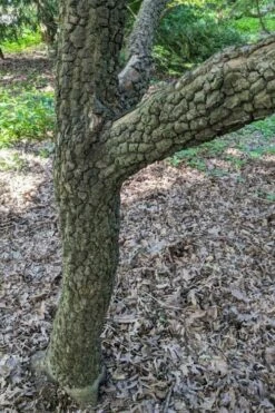 Pine Bark Japanese Maple (Acer Palmatum 'Nishiki Gawa) - 1 Gallon Pot -Wilson Bros Gardens Shop acer palmatum nishiki gawa pine bark japanese maple 8