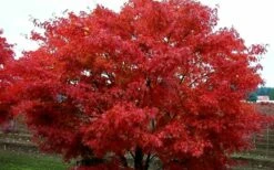 Pine Bark Japanese Maple (Acer Palmatum 'Nishiki Gawa) - 1 Gallon Pot -Wilson Bros Gardens Shop acer palmatum nishiki gawa pine bark japanese maple 9