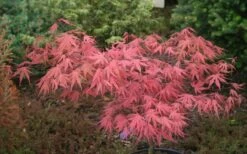 Olsen's Frosted Strawberry Japanese Maple - 3 Gallon Pot -Wilson Bros Gardens Shop acer palmatum olsens frosted strawberry japanese maple 10