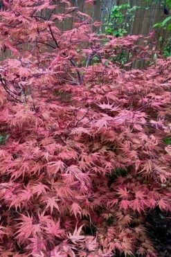 Olsen's Frosted Strawberry Japanese Maple - 3 Gallon Pot -Wilson Bros Gardens Shop acer palmatum olsens frosted strawberry japanese maple 11