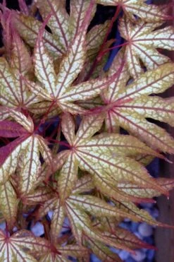 Olsen's Frosted Strawberry Japanese Maple - 3 Gallon Pot -Wilson Bros Gardens Shop acer palmatum olsens frosted strawberry japanese maple 12