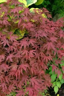Olsen's Frosted Strawberry Japanese Maple - 3 Gallon Pot -Wilson Bros Gardens Shop acer palmatum olsens frosted strawberry japanese maple 13