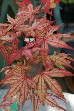 Olsen's Frosted Strawberry Japanese Maple - 3 Gallon Pot -Wilson Bros Gardens Shop acer palmatum olsens frosted strawberry japanese maple 18