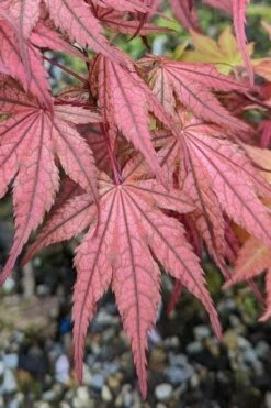 Olsen's Frosted Strawberry Japanese Maple - 3 Gallon Pot -Wilson Bros Gardens Shop acer palmatum olsens frosted strawberry japanese maple 19