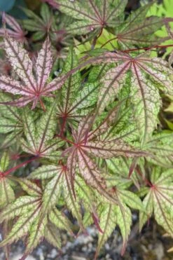 Olsen's Frosted Strawberry Japanese Maple - 3 Gallon Pot -Wilson Bros Gardens Shop acer palmatum olsens frosted strawberry japanese maple 20