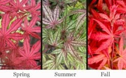 Olsen's Frosted Strawberry Japanese Maple - 3 Gallon Pot -Wilson Bros Gardens Shop acer palmatum olsens frosted strawberry japanese maple 23