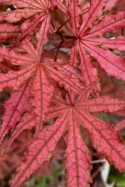 Olsen's Frosted Strawberry Japanese Maple - 3 Gallon Pot -Wilson Bros Gardens Shop acer palmatum olsens frosted strawberry japanese maple 4