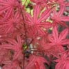 Olsen's Frosted Strawberry Japanese Maple - 3 Gallon Pot
