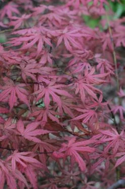 Olsen's Frosted Strawberry Japanese Maple - 3 Gallon Pot -Wilson Bros Gardens Shop acer palmatum olsens frosted strawberry japanese maple 7