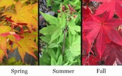 Omato Japanese Maple - 2 Gallon Pot -Wilson Bros Gardens Shop acer palmatum omato japanese maple 10