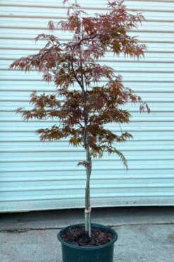 'Orangeola' Weeping Japanese Maple - Spiral Trunk - 3 Gallon Pot -Wilson Bros Gardens Shop acer palmatum orangeola spiral form japanese maple 2