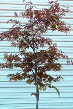 'Orangeola' Weeping Japanese Maple - Spiral Trunk - 3 Gallon Pot -Wilson Bros Gardens Shop acer palmatum orangeola spiral trunk japanese maple 1