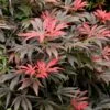 Orion Dwarf Red Japanese Maple - 2 Gallon Pot