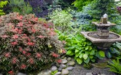 Orion Dwarf Red Japanese Maple - 2 Gallon Pot -Wilson Bros Gardens Shop acer palmatum orion japanese maple 6