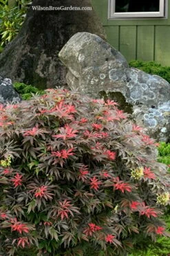 Orion Dwarf Red Japanese Maple - 2 Gallon Pot -Wilson Bros Gardens Shop acer palmatum orion japanese maple 7