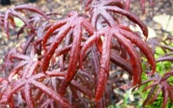 Peve's Starfish Japanese Maple - 7 Gallon Pot (7-8' HT) -Wilson Bros Gardens Shop acer palmatum peves starfish japanese maple 10 1