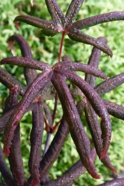Peve's Starfish Japanese Maple - 7 Gallon Pot (7-8' HT)