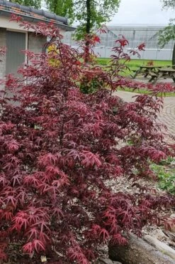 Peve's Starfish Japanese Maple - 7 Gallon Pot (7-8' HT) -Wilson Bros Gardens Shop acer palmatum peves starfish japanese maple 12 1