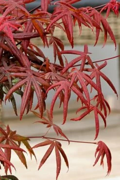 Peve's Starfish Japanese Maple - 7 Gallon Pot (7-8' HT) -Wilson Bros Gardens Shop acer palmatum peves starfish japanese maple 13 1
