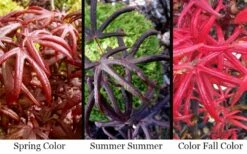 Peve's Starfish Japanese Maple - 3 Gallon Pot -Wilson Bros Gardens Shop acer palmatum peves starfish japanese maple 2