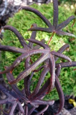 Peve's Starfish Japanese Maple - 7 Gallon Pot (7-8' HT) -Wilson Bros Gardens Shop acer palmatum peves starfish japanese maple 3 1