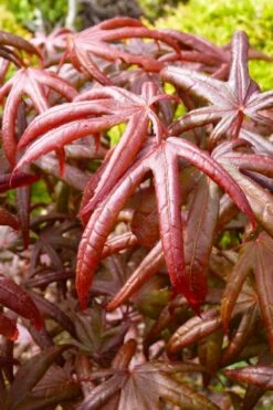 Peve's Starfish Japanese Maple - 3 Gallon Pot -Wilson Bros Gardens Shop acer palmatum peves starfish japanese maple 4