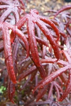 Peve's Starfish Japanese Maple - 3 Gallon Pot -Wilson Bros Gardens Shop acer palmatum peves starfish japanese maple 9