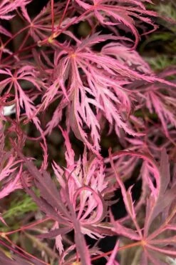 Pink Ballerina Japanese Maple - 2 Gallon Pot -Wilson Bros Gardens Shop acer palmatum pink ballerina 3 1