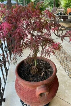 Pink Ballerina Japanese Maple - 1 Gallon Pot -Wilson Bros Gardens Shop acer palmatum pink ballerina japanese maple 4 3
