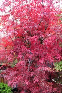 Pung Kil Japanese Maple - 3 Gallon Pot -Wilson Bros Gardens Shop acer palmatum pung kil japanese maple 1 1