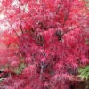 Pung Kil Japanese Maple - 3 Gallon Pot