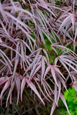 Pung Kil Japanese Maple - 3 Gallon Pot -Wilson Bros Gardens Shop acer palmatum pung kil japanese maple 2