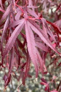 Pung Kil Japanese Maple - 3 Gallon Pot -Wilson Bros Gardens Shop acer palmatum pung kil japanese maple 3