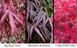 Pung Kil Japanese Maple - 3 Gallon Pot -Wilson Bros Gardens Shop acer palmatum pung kil japanese maple 4