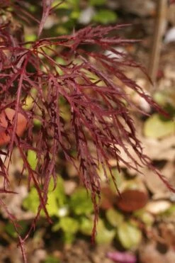 Red Filigree Lace Weeping Japanese Maple - 2 Gallon Pot -Wilson Bros Gardens Shop acer palmatum red filigree japanese maple 2 1