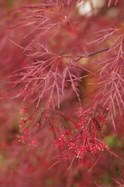 Red Filigree Lace Weeping Japanese Maple - 2 Gallon Pot -Wilson Bros Gardens Shop acer palmatum red filigree japanese maple 4 1