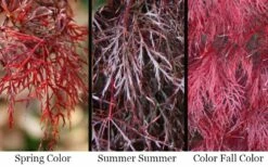 Red Filigree Lace Weeping Japanese Maple - 2 Gallon Pot -Wilson Bros Gardens Shop acer palmatum red filigree japanese maple 7 1