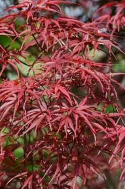 Red Pygmy Japanese Maple - 2 Gallon Pot -Wilson Bros Gardens Shop acer palmatum red pygmy japanese maple 10